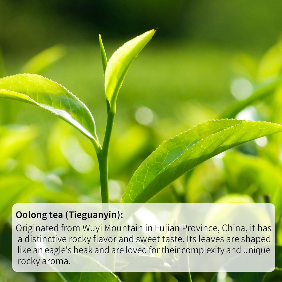 HANFANGLING Green Grape Oolong Tea - Premium Loose Leaf Tea with Natural Green Grape Flavor, 100% Natural, Refreshing & Fruity 1.76oz