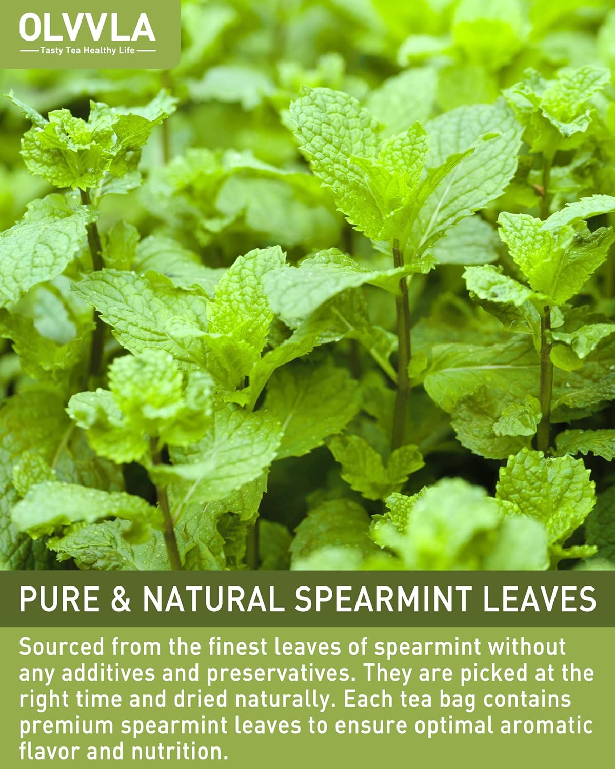 Olvvla - Spearmint Tea Bags - 1.5g X 50 Count - 100% Pure Natural Spearmint Leaves Herbal Tea - Non-GMO - Caffeine-free - Rich in Antioxidants & Promote Relaxation