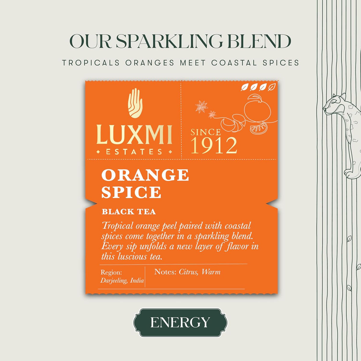 Luxmi Estates Orange Spice Black Tea 50 Tea Bags (100g) Pack | Certified Organic Black Tea | Smooth, Flavorful, Robust, Caffeinated | Darjeeling Tea from India | 50 Cups Bulk Pack